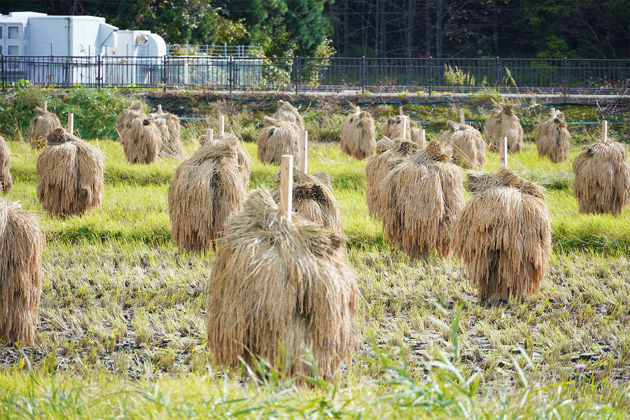 第三百七十六話 次の世代につなぐ－【秋田篇】生物学者 山本時男－