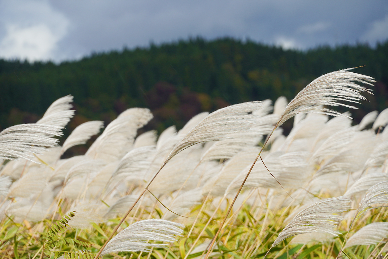 第三百七十六話 次の世代につなぐ－【秋田篇】生物学者 山本時男－