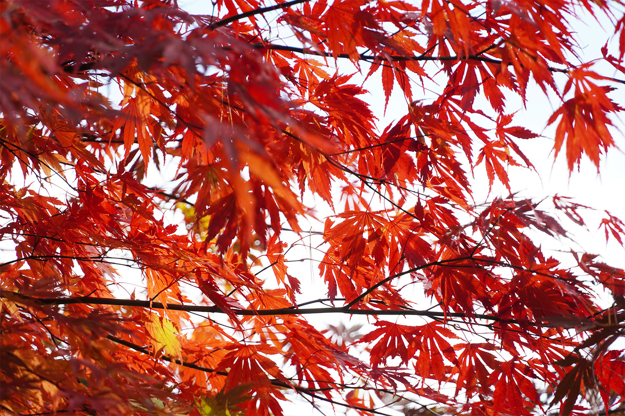 第三百七十七話 井戸を掘るなら水が湧くまで掘れ－【秋田篇】農村指導者 石川理紀之助－