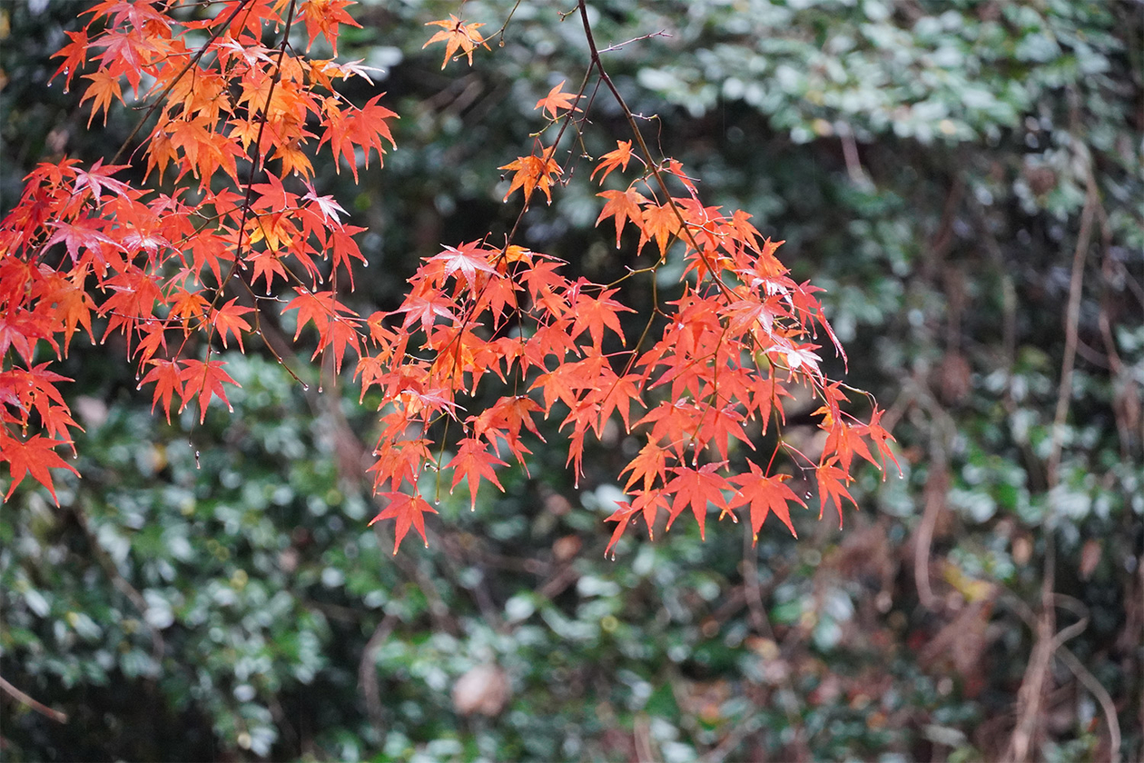 第三百八十二話 負けることを知りて、勝つ－【愛知篇】徳川家康－