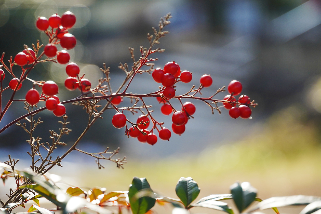 第三百八十七話 人生に勝ち負けはない－【長野篇】映画監督 降旗康男－