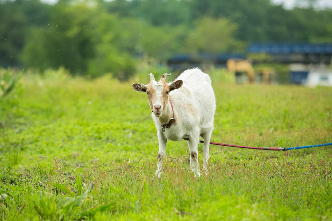 第四十三話 自分の第一義を知る－【軽井沢篇】 劇作家 岸田國士－