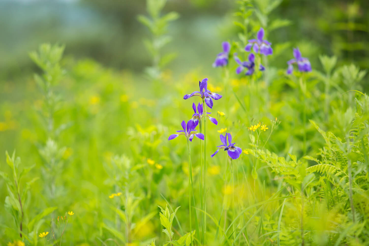 第四十三話 自分の第一義を知る－【軽井沢篇】 劇作家 岸田國士－