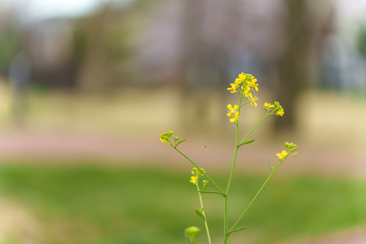 第三百九十六話 常に挑戦する心を忘れない－【音楽家のレジェンド篇】エンニオ・モリコーネ－
