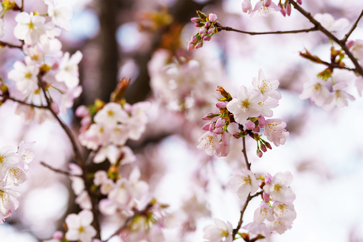 第三百九十七話 自分のやることを愛する－【音楽家のレジェンド篇】クイーン－