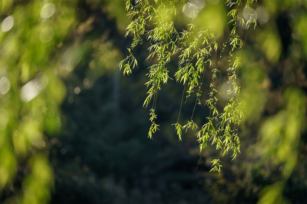 第三百九十八話 苦悩を突き抜け、歓喜に至る－【音楽家のレジェンド篇】ルートヴィヒ・ヴァン・ベートーヴェン－