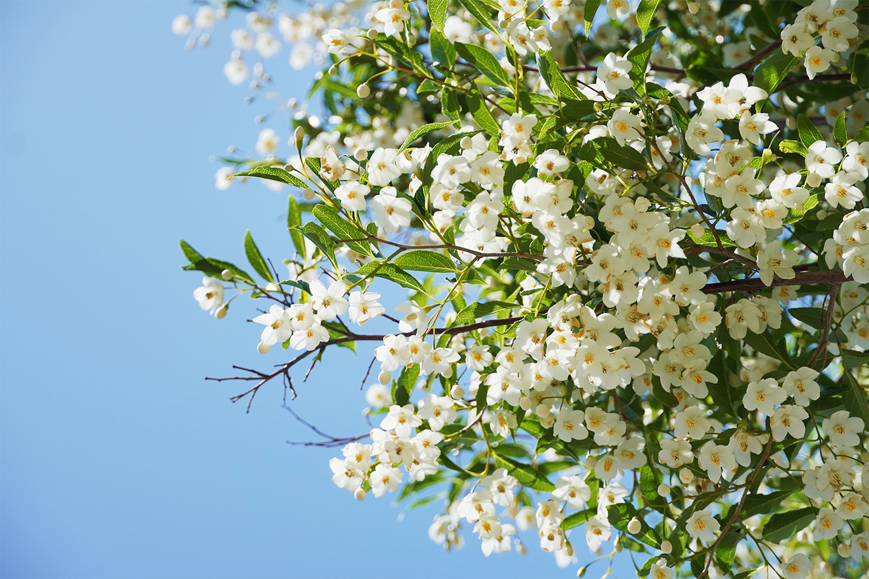 第四百三話 ピンチでチャンスを拾う－【今年周年のレジェンド篇】ポール・ゴーガン－