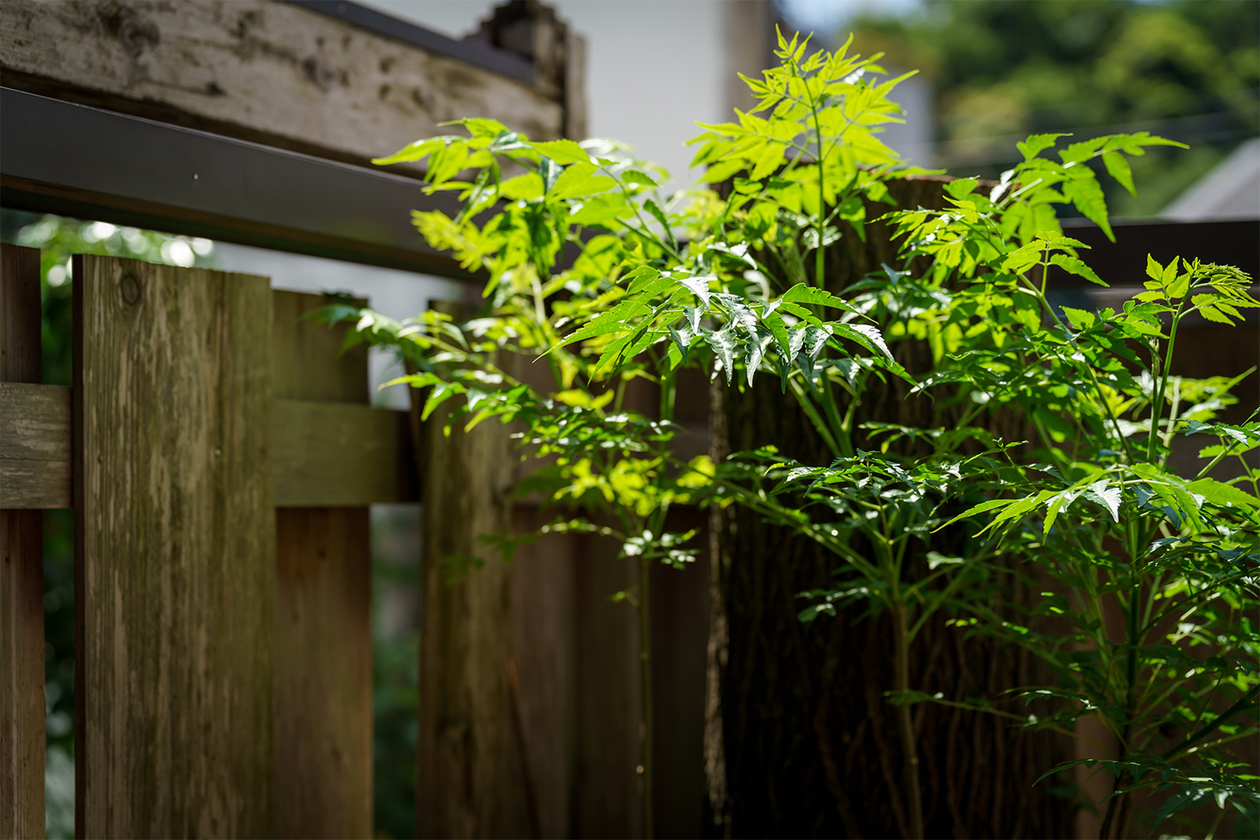 第四百四話 夢の世界に生きる－【今年周年のレジェンド篇】江戸川乱歩－