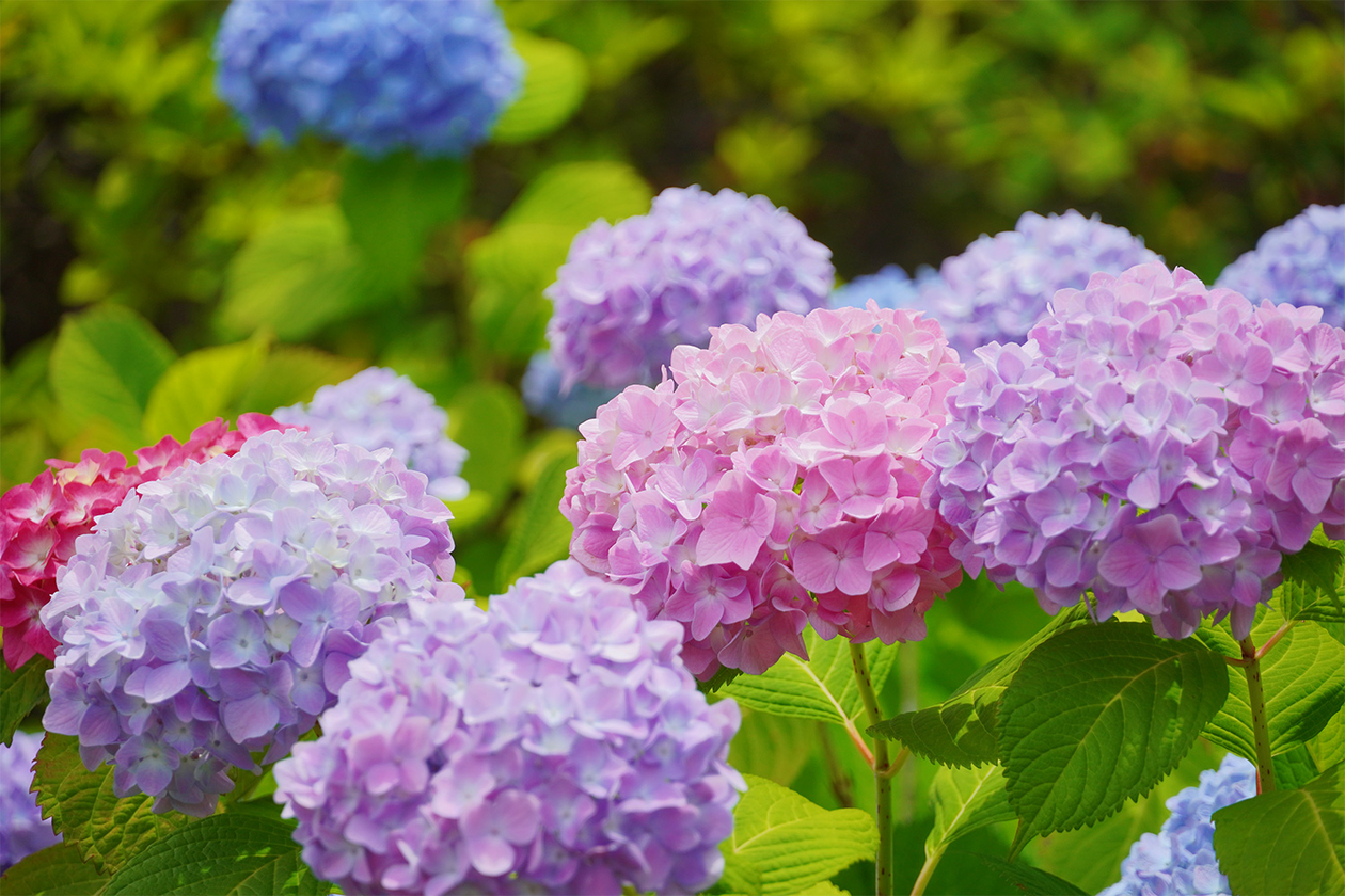 第四百五話 自分に従う－【今年周年のレジェンド篇】小津安二郎－