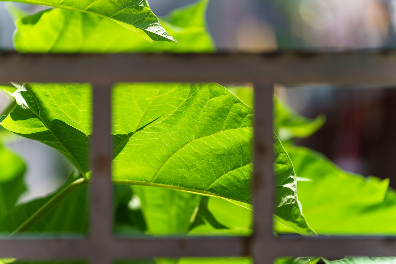 第四百六話 信念を貫く－【今年周年のレジェンド篇】オードリー・ヘプバーン－