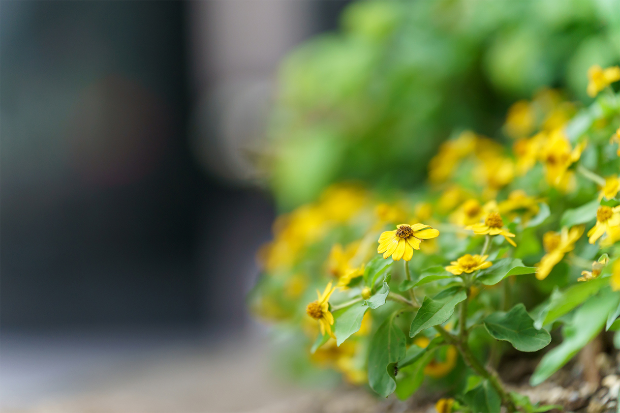 第四百六話 信念を貫く－【今年周年のレジェンド篇】オードリー・ヘプバーン－