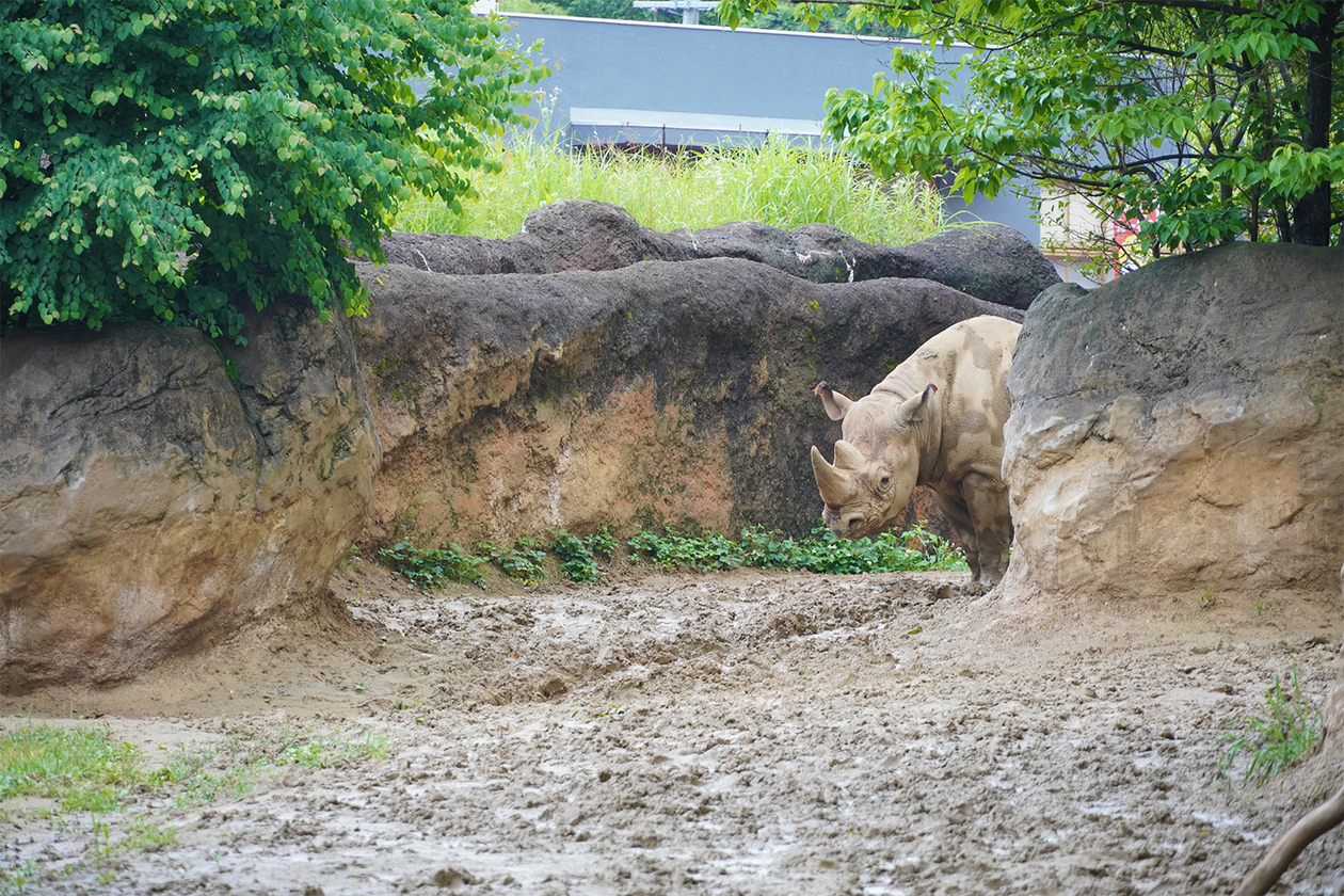 第四百七話 できない、と言わない－【今年周年のレジェンド篇】ベーブ・ルース－