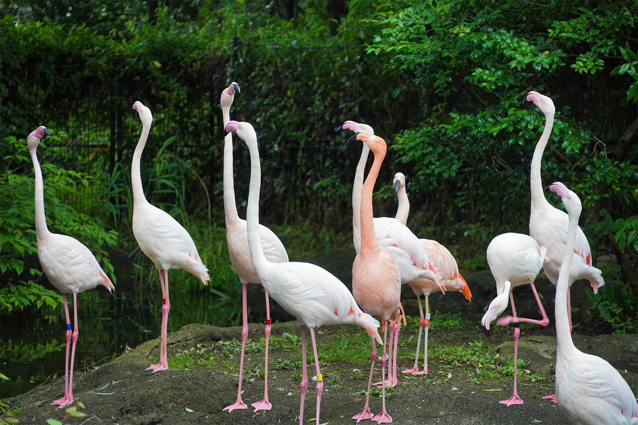 第四百七話 できない、と言わない－【今年周年のレジェンド篇】ベーブ・ルース－