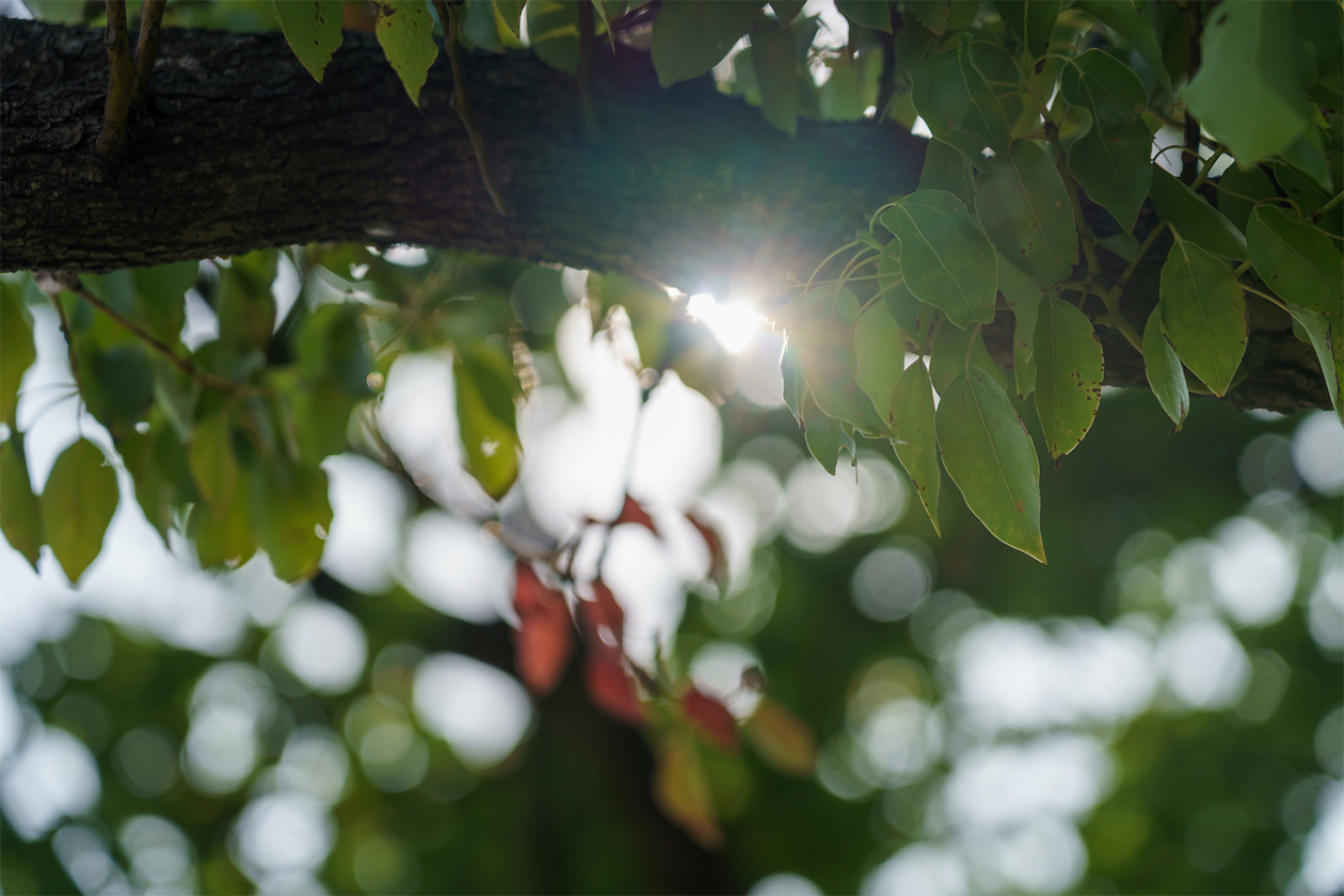 第四百八話 理不尽に立ち向かう－【今年周年のレジェンド篇】アルベール・カミュ－