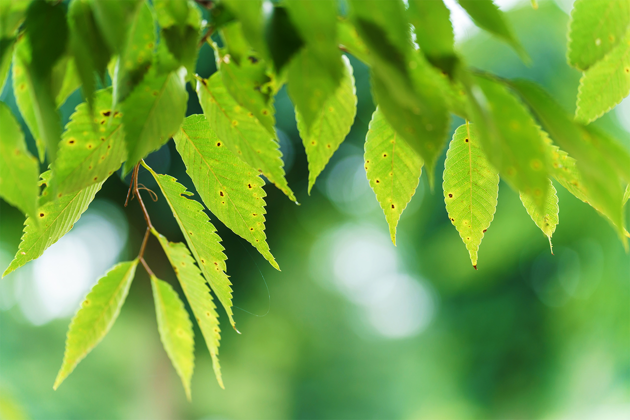 第四百九話 自分が生まれてきた意味を知る－【医学の発展に貢献したレジェンド篇】フローレンス・ナイチンゲール－