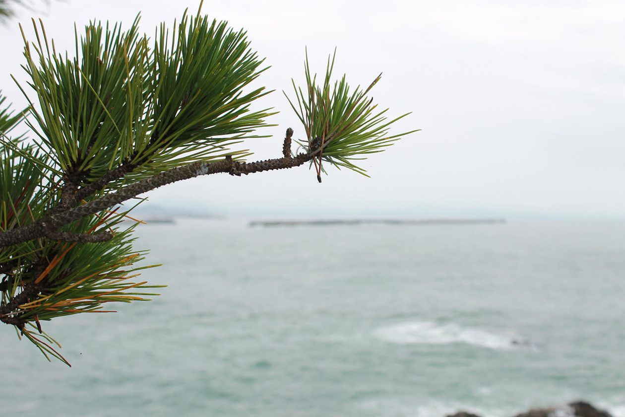 第四十七話 泥をかぶる－【高知篇】 坂本龍馬－