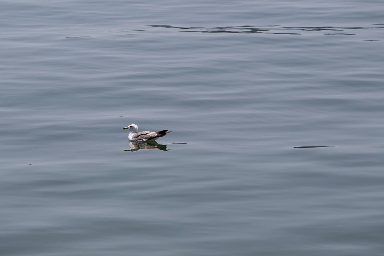 第五十話 ポジティブであること－【山口篇】 写真家 林忠彦－