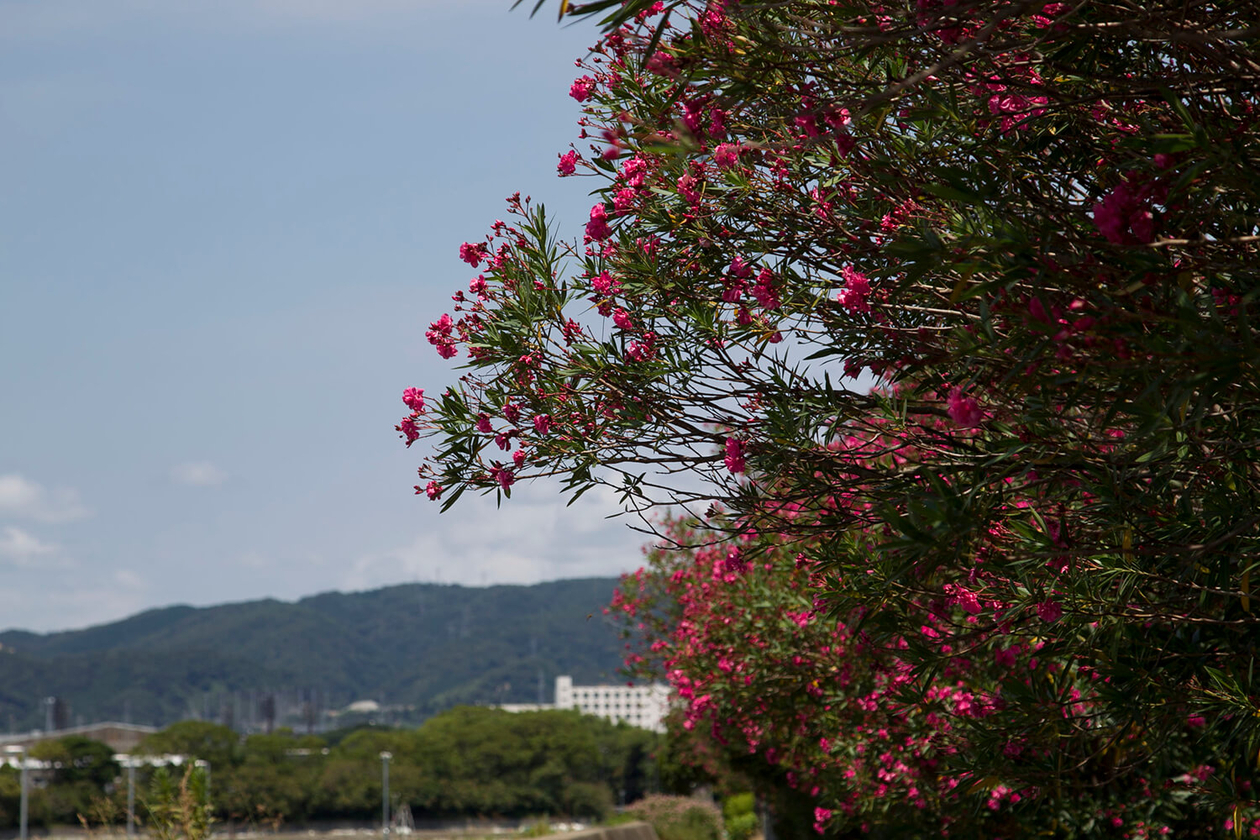 第五十話 ポジティブであること－【山口篇】 写真家 林忠彦－