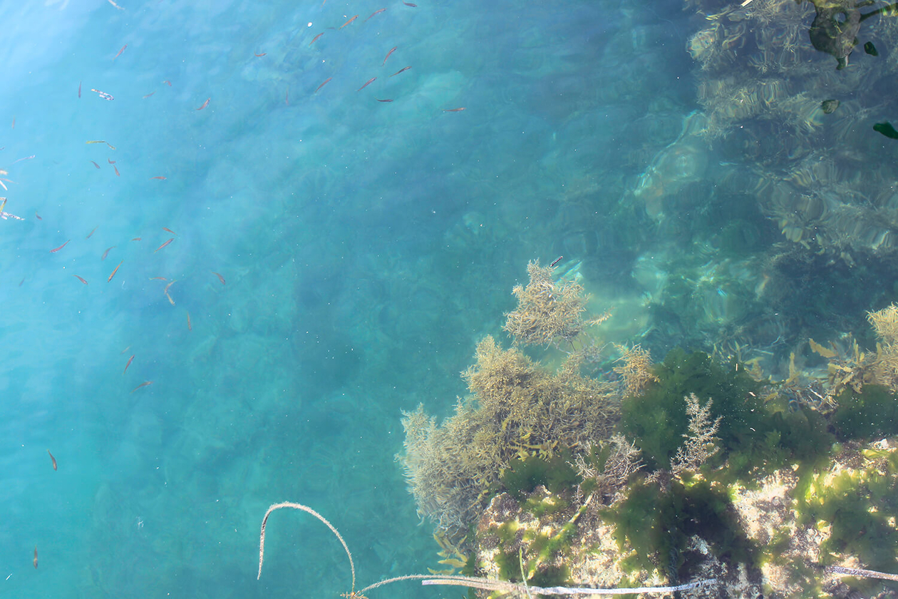 第五十二話 日常に咲く花たち－【山口篇】 童謡詩人 金子みすゞ－