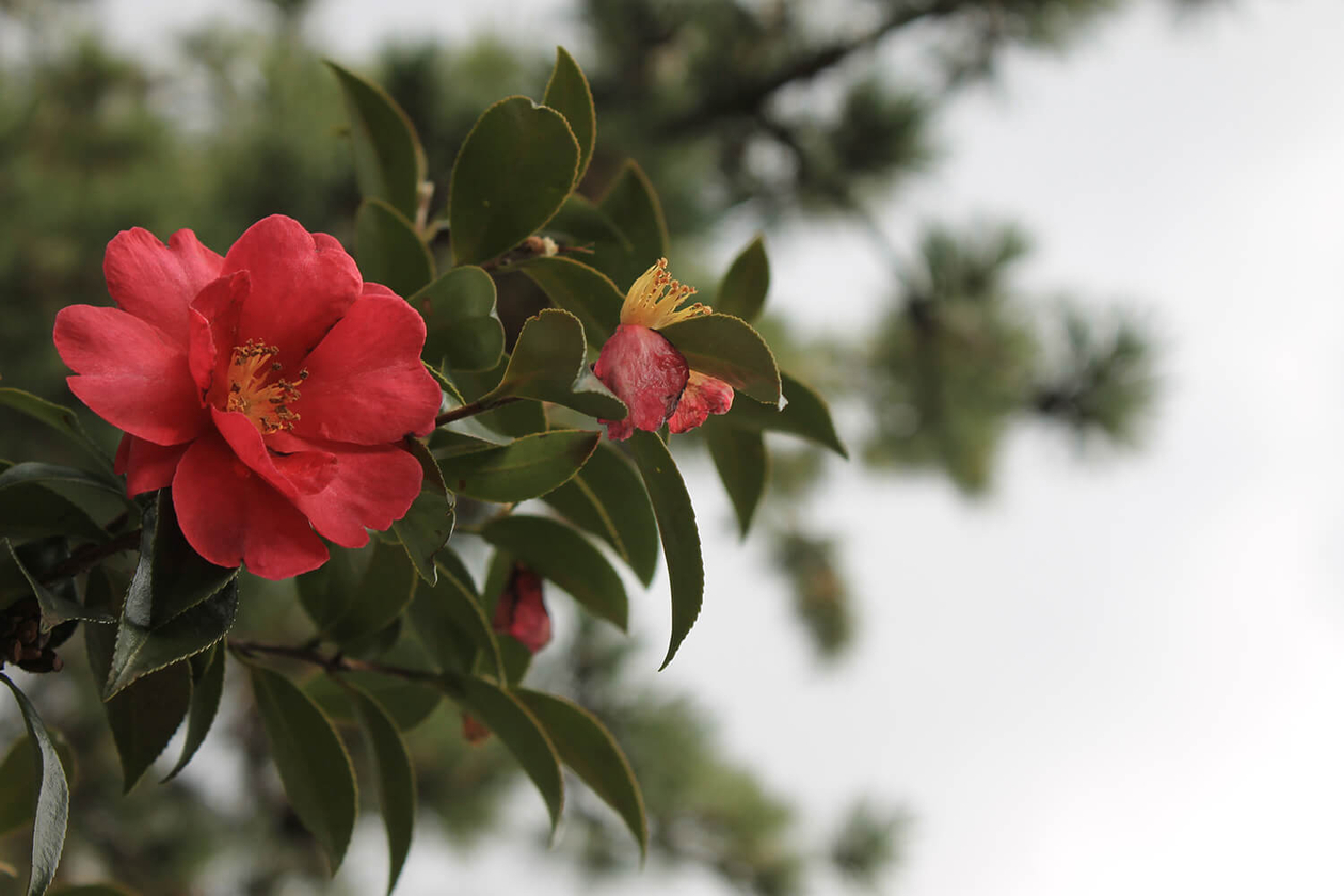 第七十二話 自分の値打ちを把握する感性を持つ－【神戸篇】 作詞家 阿久悠－