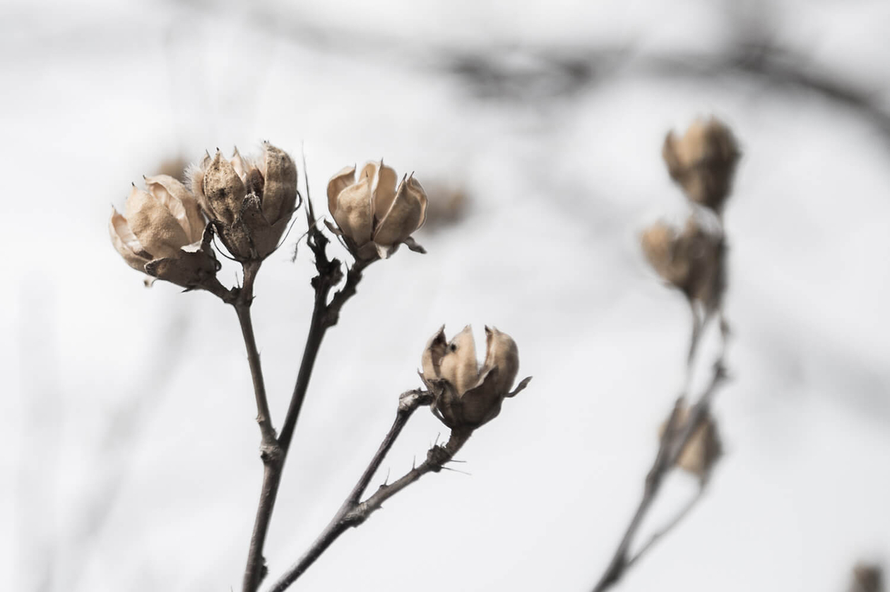 第七十七話 日常から逃げない－【函館篇】 脚本家 野田高梧－