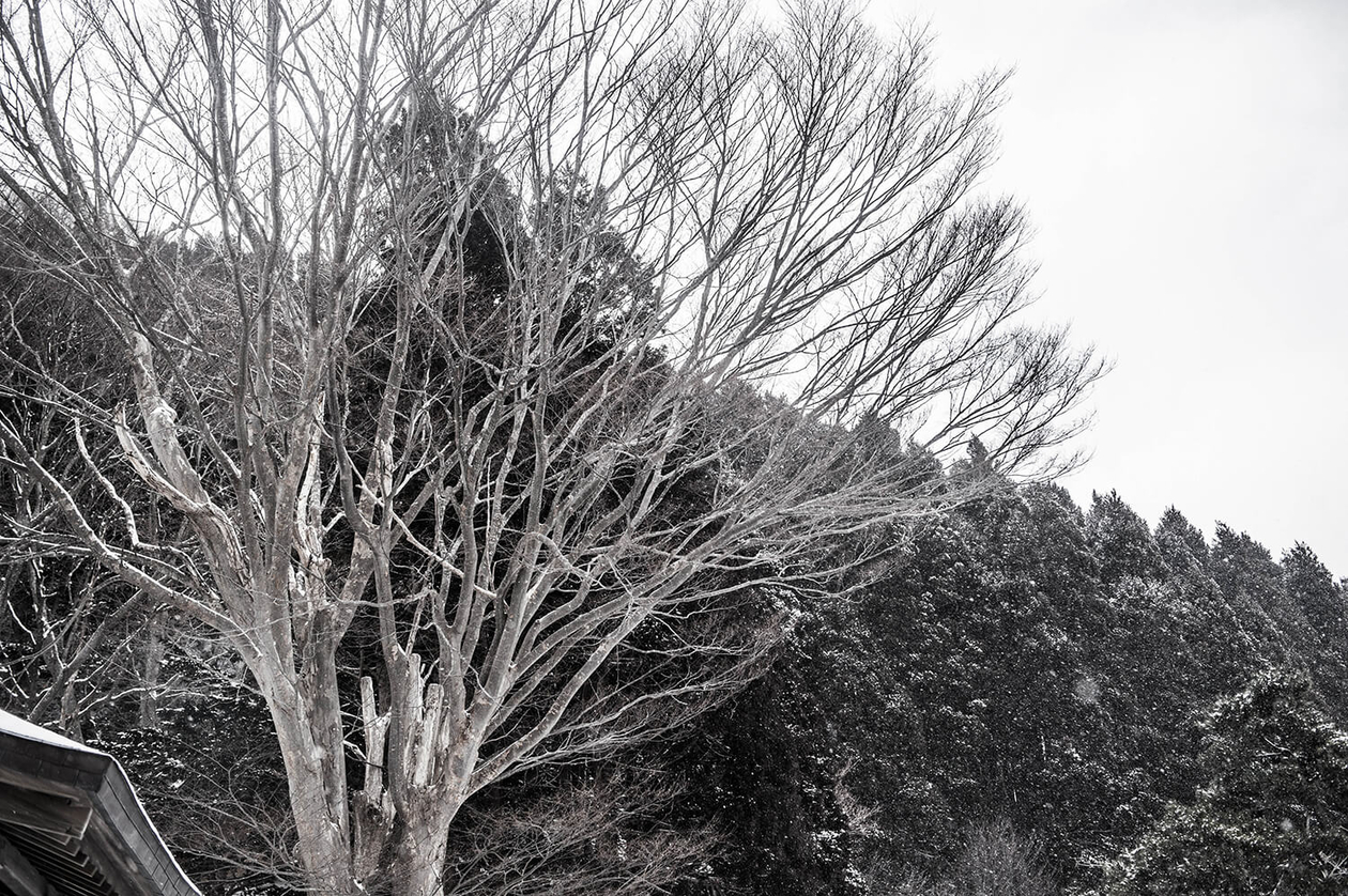 第七十八話 己の役割を全うする－【函館篇】 女優 高峰秀子－