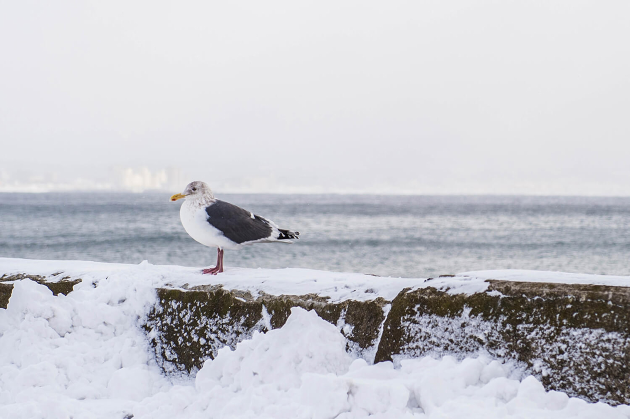 第七十八話 己の役割を全うする－【函館篇】 女優 高峰秀子－