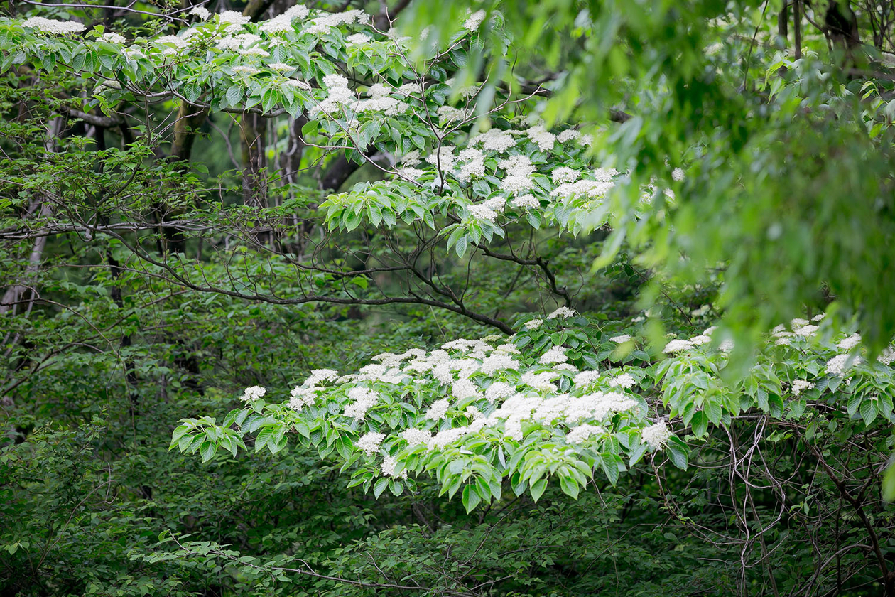 第九十一話 立ち続ける覚悟－【日光篇】 美空ひばり－