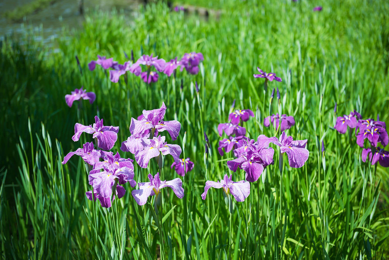 第九十二話 孤独から逃げない－【横浜篇】日本画家 東山魁夷－