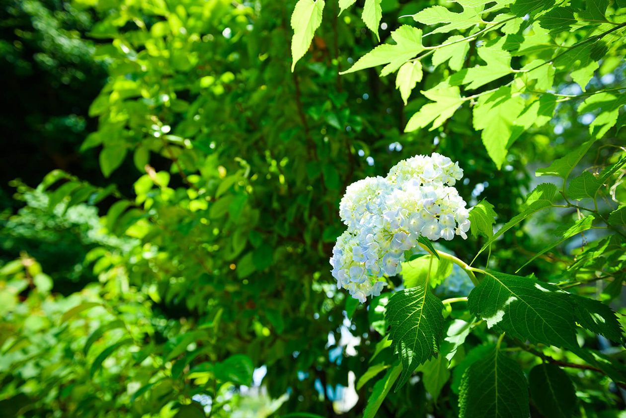 第九十三話 今を生きる－【横浜篇】作詞家 安井かずみ－