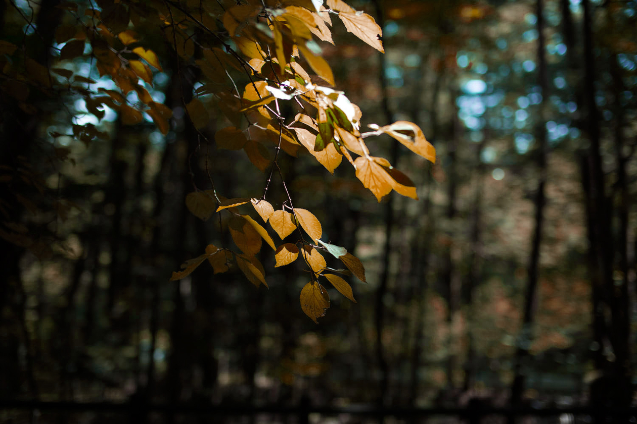 第八話 虹を見ていた　　－芥川龍之介－