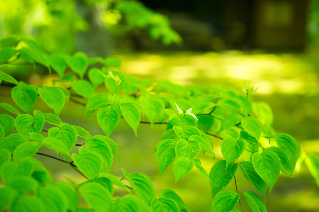 第九十七話 40歳からの生き方－【軽井沢篇】詩人・思想家 タゴール－