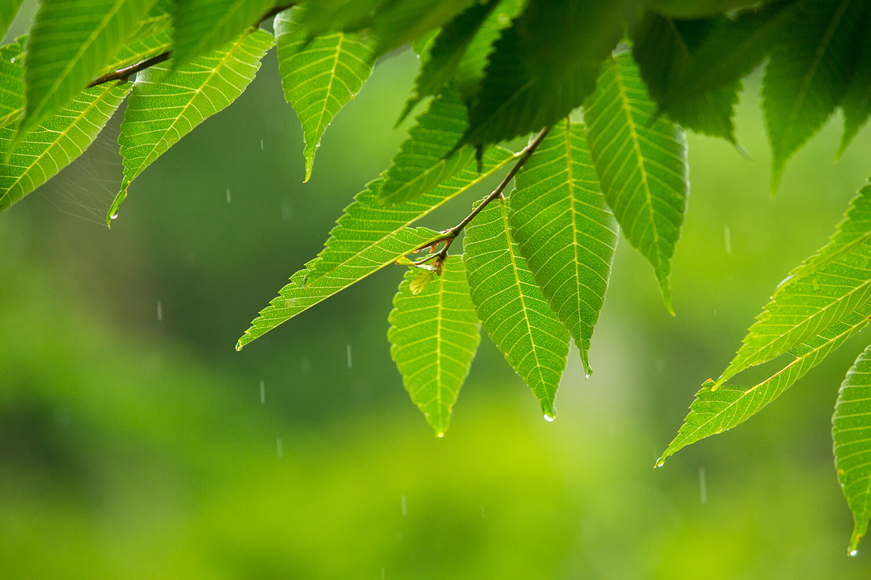 第九十八話 自分の居場所－【軽井沢篇】彫刻家 イサム・ノグチ－