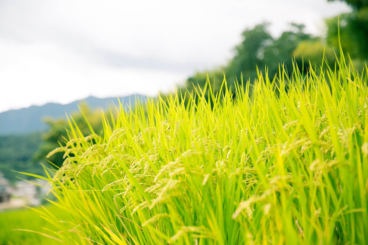 第百八話 未知の領域を目指す－【広島篇】小説家 松本清張－
