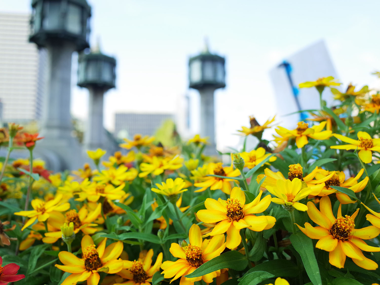第百十一話 震える弱いアンテナを大切にする－【大阪篇】詩人 茨木のり子－