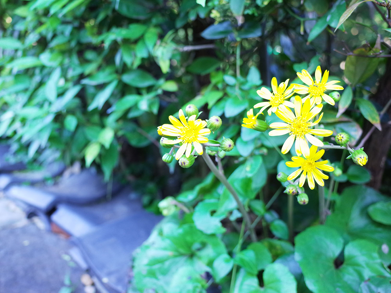 第百十三話 自分の五感を信じる－【大阪篇】作家 司馬遼太郎－