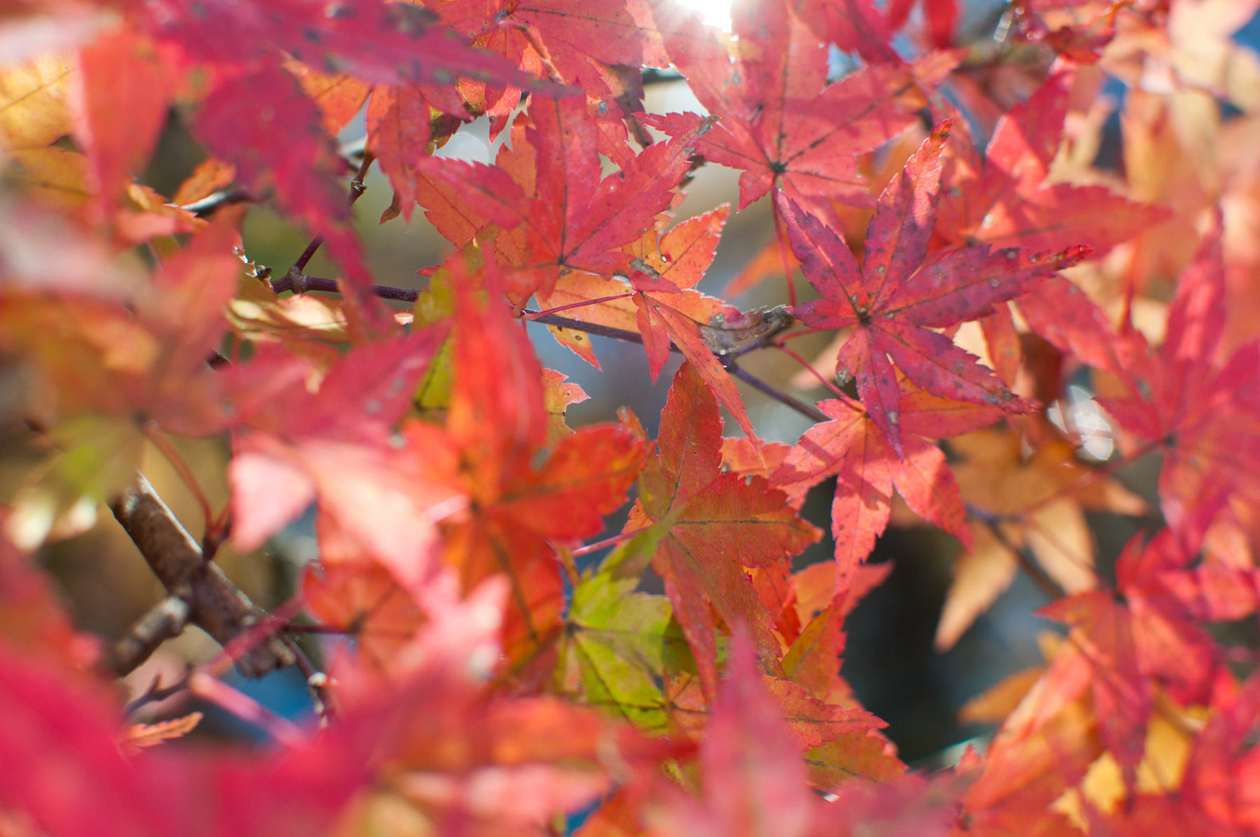 第十話 　ひとを喜ばす　　－横溝正史－