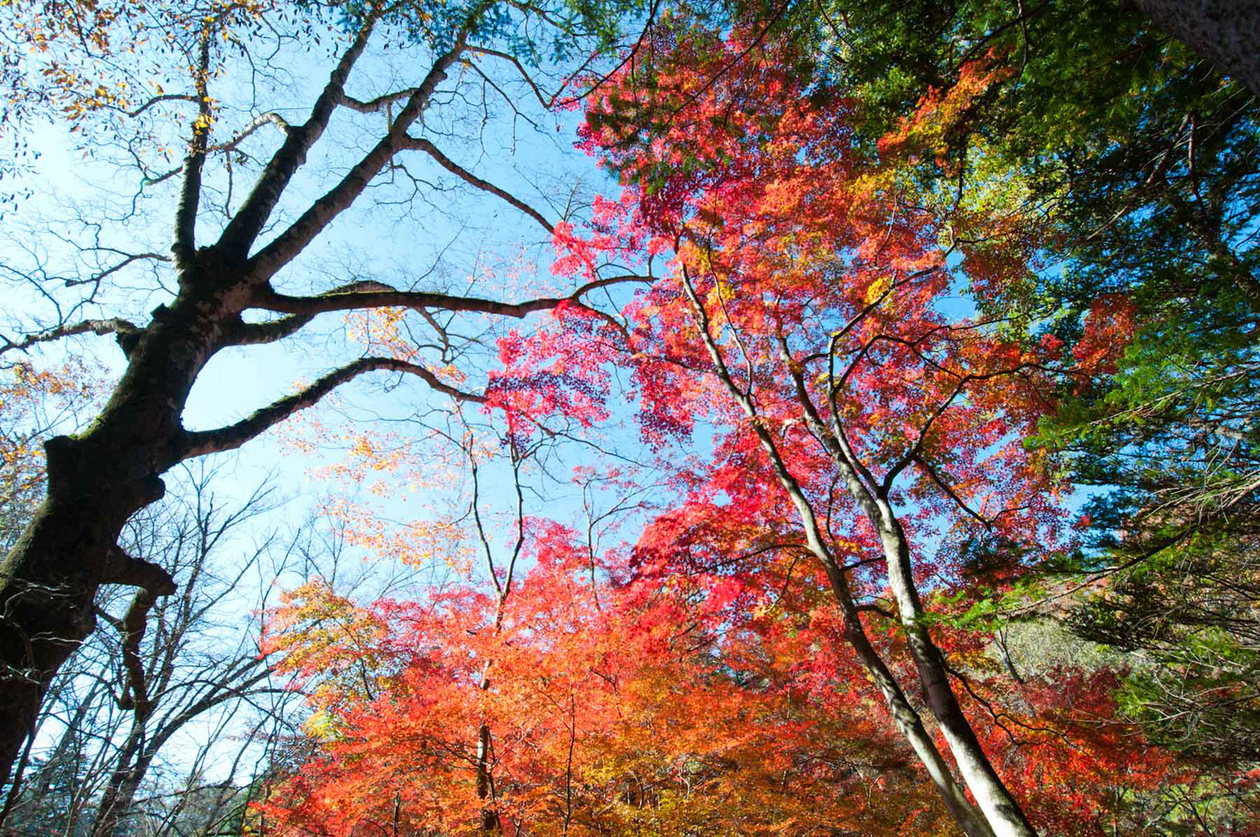 第十話 　ひとを喜ばす　　－横溝正史－