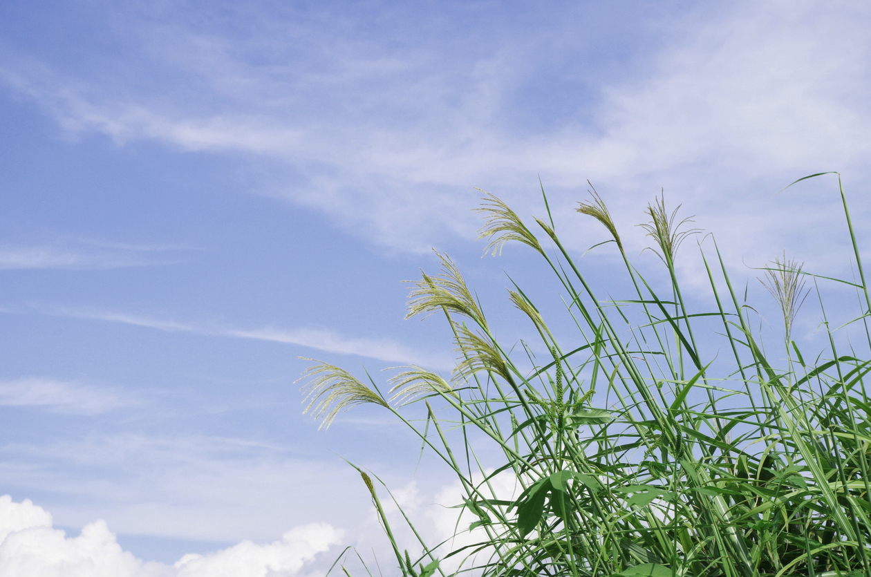 第十一話 悲しみよ、こんにちは　－フランス文学者・朝吹 登水子－