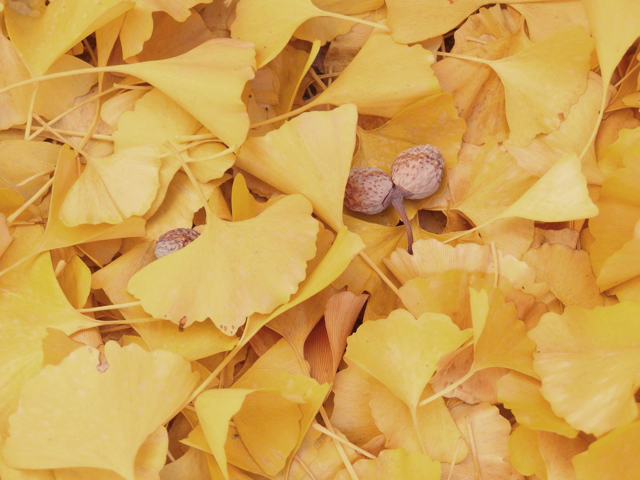 第十一話 悲しみよ、こんにちは　－フランス文学者・朝吹 登水子－