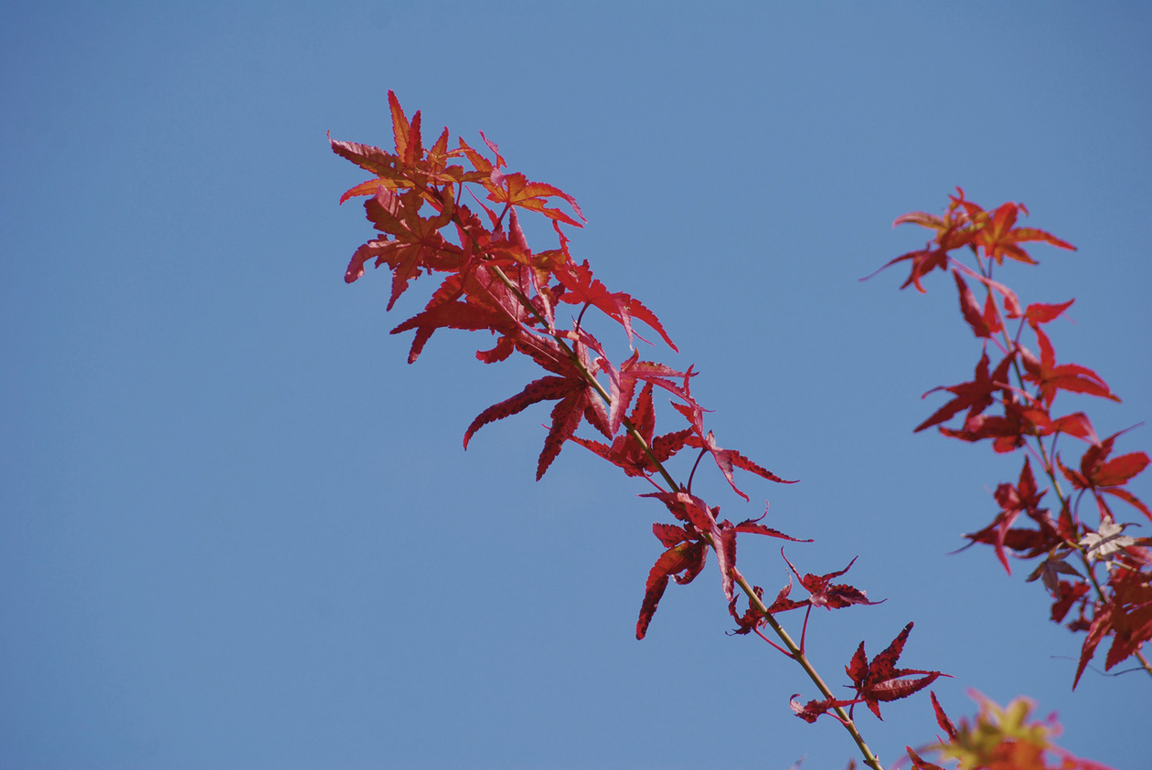 第十二話 闇の中の光－小説家・石川 達三－