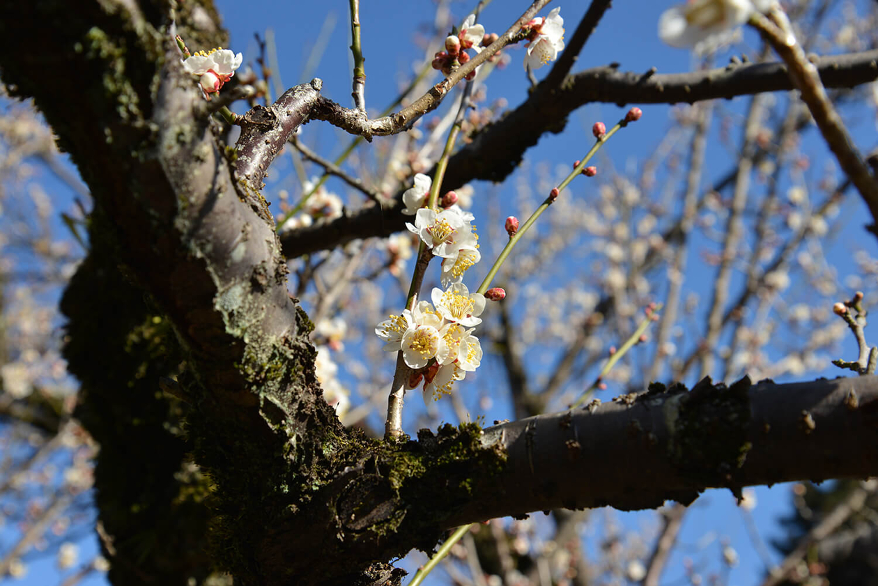 第百三十三話 唯一の武器は、優しさ－【漫画家篇③東京都青梅市】 赤塚不二夫－