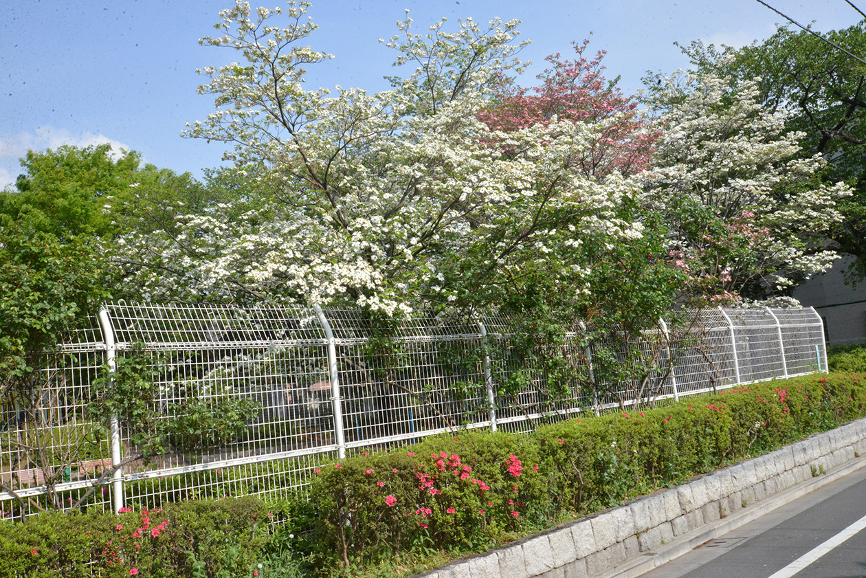 第百三十七話 偉くならない－【東京篇②池袋】画家 熊谷守一－