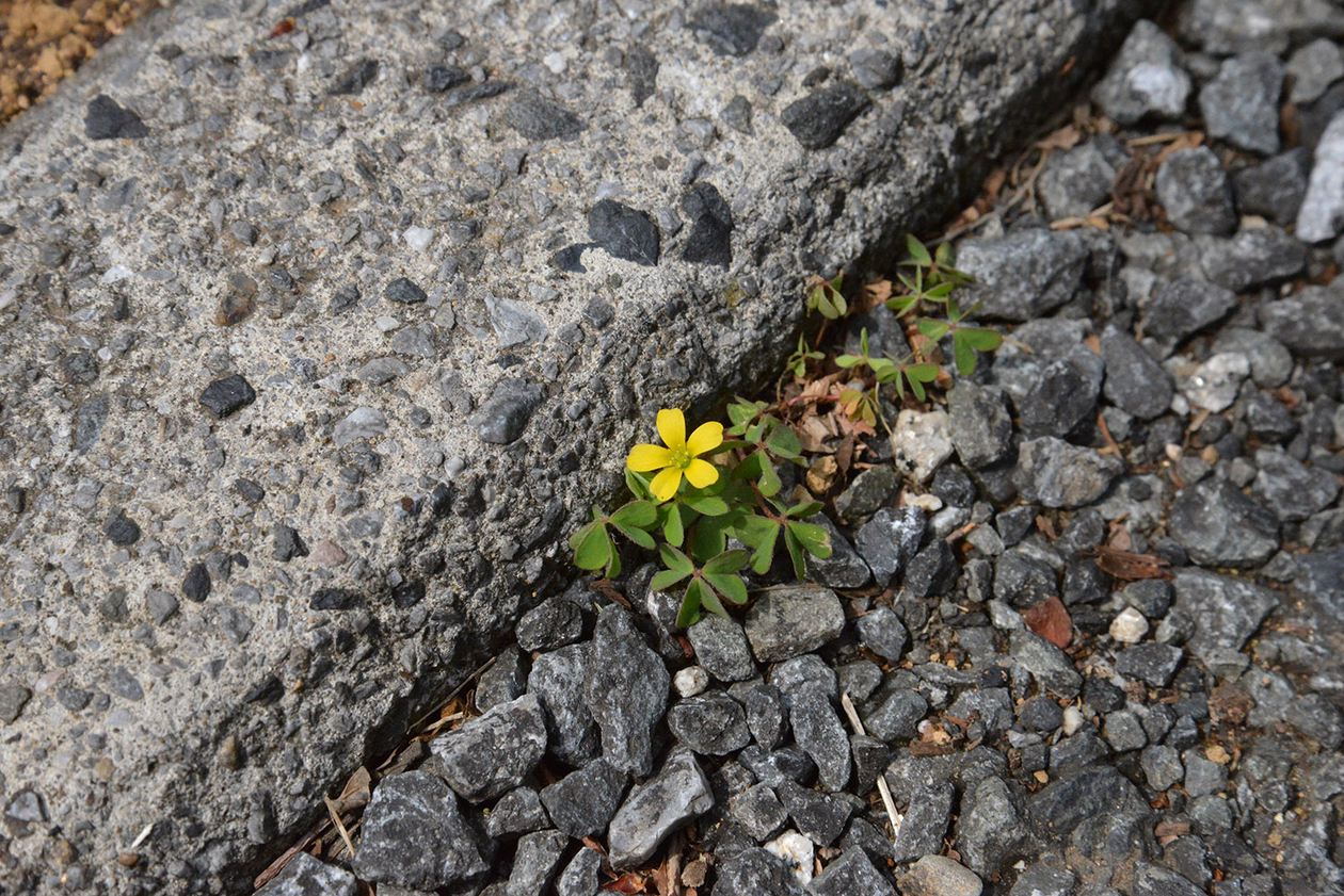 第百三十七話 偉くならない－【東京篇②池袋】画家 熊谷守一－